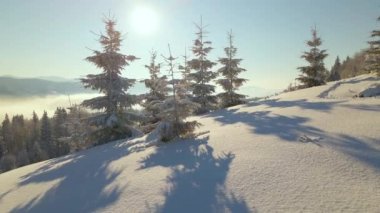 Güneşin doğuşuyla birlikte soğuk sisli dağlarda, karlı ormanlardan oluşan çam ağaçlarıyla muhteşem kış manzarası..