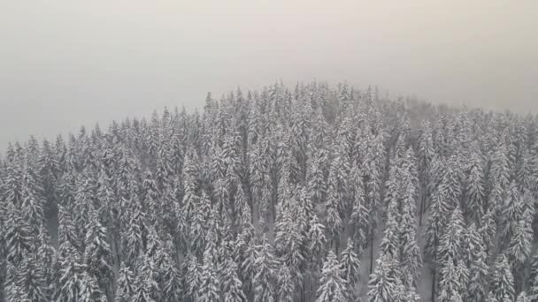 Paisaje Niebla Aérea Con Pinos Siempreverdes Cubiertos Nieve Fresca Caída — Vídeos de Stock