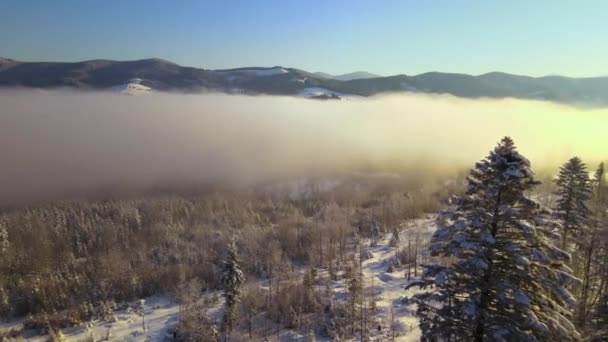 Csodálatos Téli Táj Fenyőfákkal Hóval Borított Erdő Hideg Ködös Hegyekben — Stock videók
