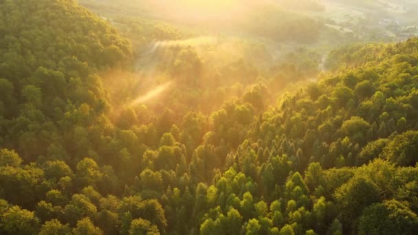 夏日明媚的夕阳西下 雾蒙蒙的夜晚笼罩着漆黑的森林树木 黄昏时分的野生林地迷人的风景 — 图库视频影像