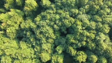 Yazın yeşil ağaçlı, koyu yemyeşil ormanların tepeden aşağı düz manzarası..
