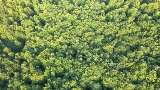 夏に緑の木々のキャノピーと暗い緑豊かな森の平らな空中ビューをトップダウン — ストック動画