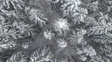Soğuk ve sakin bir akşamda, şiddetli kar yağışı sırasında, çam ağaçlarıyla kaplı sisli hava manzarası..