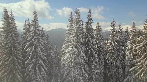 Vista aérea de pinos altos cubiertos de nieve fresca caída en el bosque de montaña de invierno en un día frío y brillante. — Vídeos de Stock