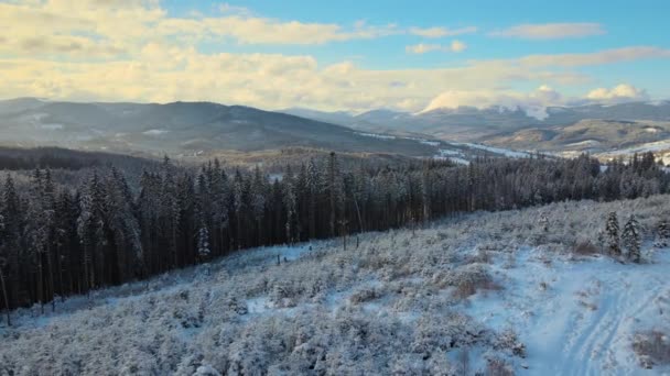 Letecká zimní krajina se smrkovými stromy zasněžených lesů v chladných horách ve večerních hodinách. — Stock video
