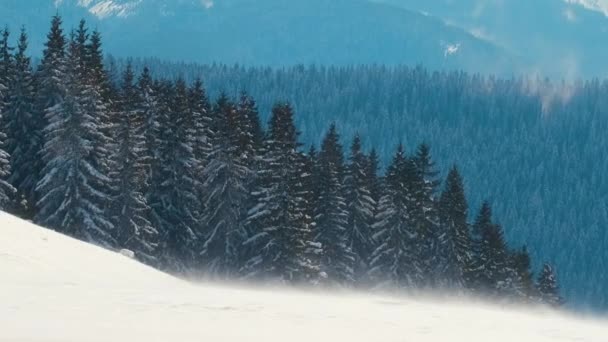 Altos pinos siempreverdes balanceándose sobre un fuerte viento tormentoso durante las fuertes nevadas en el bosque de montaña de invierno en un día frío y brillante. — Vídeos de Stock