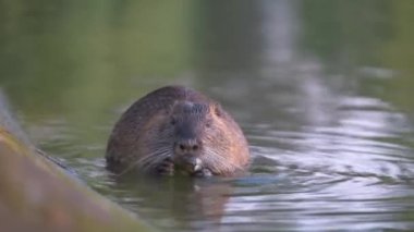 Doğada vahşi bir coypu faresi. Nutria göl suyunda besleniyor.