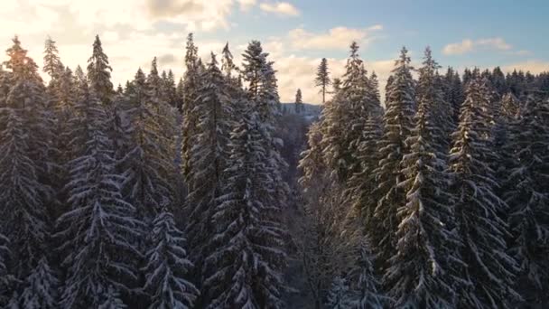 Gün doğumunda soğuk dağlarda kardan çam ağaçlarıyla kaplı hava manzarası. — Stok video