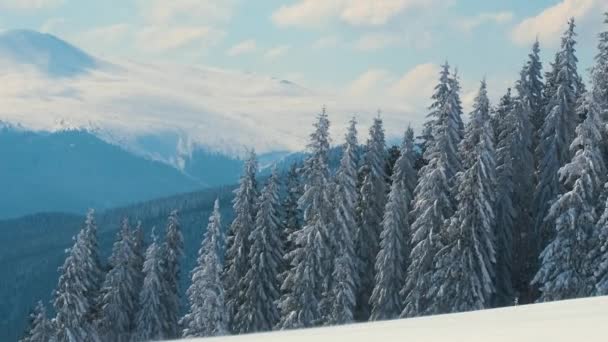Высокие вечнозеленые сосны, качающиеся на сильном штормовом ветре во время сильного снегопада в зимнем горном лесу в холодный яркий день. — стоковое видео