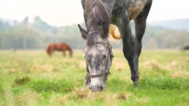 Schöne graue Pferde grasen im Sommer Feld. Grüne Weide mit Fütterungshengst. — Stockvideo