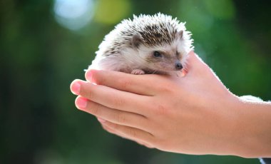 İnsan elleri yaz günü dışarıda küçük bir Afrika kirpisi tutuyor. Evcil hayvan bakımı ve evcil hayvan bakımı..