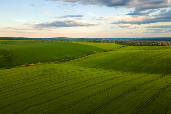 Légi Táj Kilátás Zöld Művelt Mezőgazdasági Területek Növekvő Növények Fényes — Stock Fotó