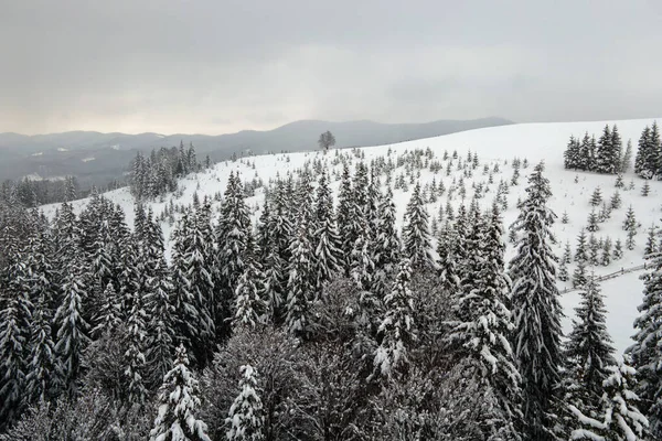 Luftnebellandschaft Mit Immergrünen Kiefern Die Nach Starkem Schneefall Winterlichen Bergwald — Stockfoto