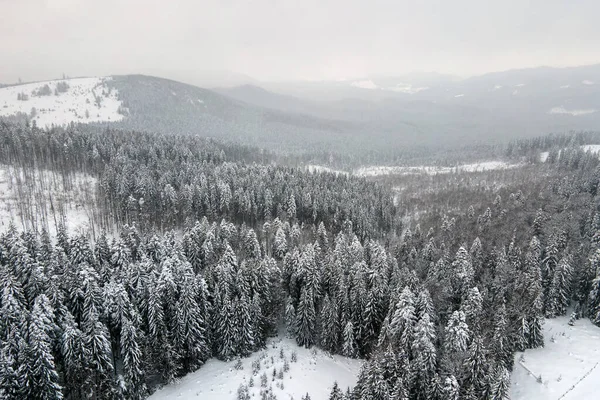Εναέρια Ομιχλώδες Τοπίο Αειθαλή Πεύκα Καλυμμένα Φρέσκο Πεσμένο Χιόνι Μετά — Φωτογραφία Αρχείου