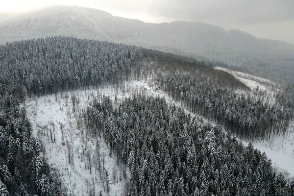 Воздушный Туманный Пейзаж Вечнозелеными Соснами Покрытыми Свежим Снегом После Сильного — стоковое фото