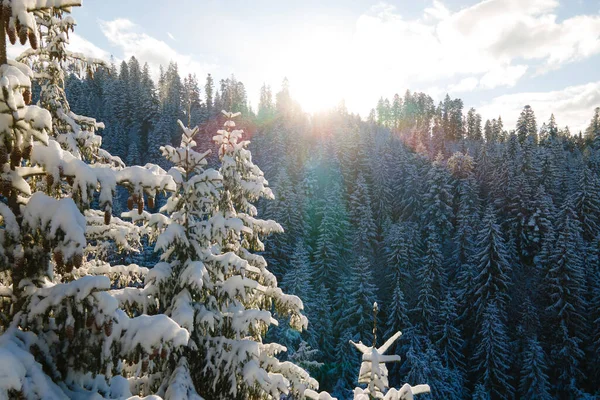 Aerial Winter Landscape Spruse Trees Snow Covered Forest Cold Mountains — Stock Photo, Image