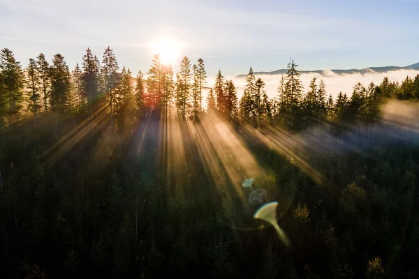 Nebelgrüner Kiefernwald Mit Kronen Aus Fichten Und Sonnenaufgangsstrahlen Die Durch — Stockfoto