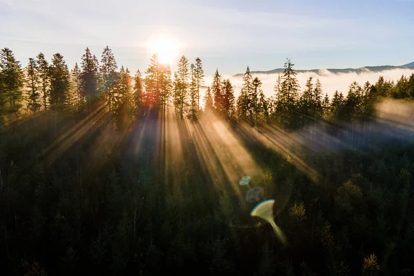 Bosque Pino Verde Brumoso Con Copas Abetos Rayos Del Amanecer —  Fotos de Stock