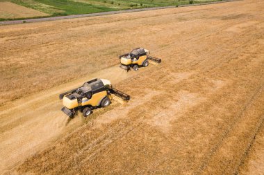 Büyük sarı buğday tarlalarını hasat eden hasatçıların hava görüntüsü.