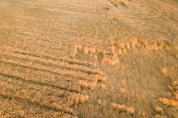 Aerial View Ripe Farm Field Ready Harvesting Fallen Broken Wind — Stock Photo, Image