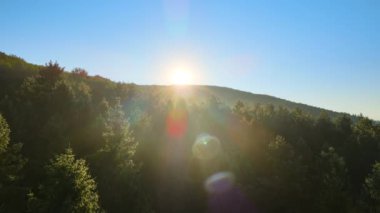Aydınlık yaz gündoğumunda karanlık orman ağaçları üzerinde canlı sisli bir sabah. Şafak vakti vahşi ormanın muhteşem manzarası