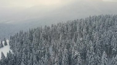 Soğuk ve sakin bir akşamda kış ormanlarında şiddetli kar yağışı sonrası yağan taze karla kaplı, yemyeşil çam ağaçlarıyla hava sisli manzarası.