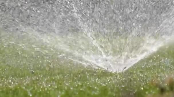 Arroseur en plastique arrosant pelouse d'herbe avec de l'eau dans le jardin d'été. Arroser la végétation verte en creusant la saison sèche pour la maintenir fraîche — Video