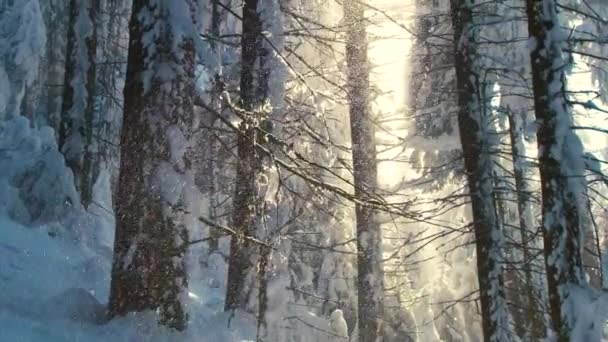 Soğuk ve sakin bir akşamda, kışın yoğun kar yağışı sırasında çam ağaçlarının arasına düşen karlı, güneşli bir manzara. — Stok video