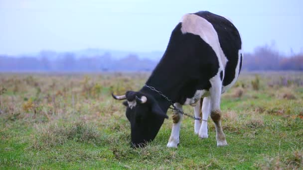 Vaca pastando en el prado con hierba verde en un día soleado — Vídeos de Stock