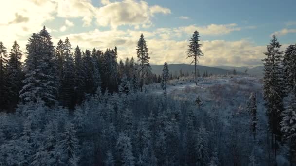 Paisaje de invierno aéreo con árboles extendidos de bosque cubierto de nieve en montañas frías por la noche — Vídeos de Stock