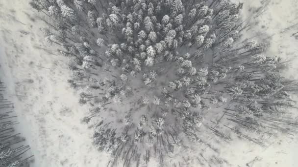 Vista aerea dall'alto verso il basso della neve che cade sulla pineta sempreverde durante le abbondanti nevicate nei boschi di montagna invernali nelle fredde giornate tranquille — Video Stock