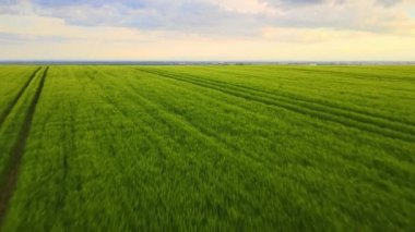Yeşil tarlaların üzerinde uçan vahşi kuşların hava manzarası. Parlak yaz akşamlarında ekinlerin büyüdüğü tarım arazileri.