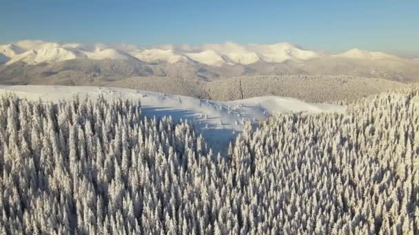 Luchtfoto van het winterlandschap met berghellingen bedekt met groenblijvende dennenbossen na hevige sneeuwval op koude heldere dag — Stockvideo