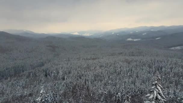 Воздушный пейзаж с вечнозелеными соснами, покрытыми свежим снегом во время снегопада в зимнем горном лесу холодным спокойным вечером. — стоковое видео