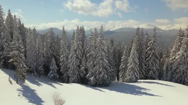 Вид с воздуха на высокие сосны, покрытые свежим снегом в зимнем горном лесу в холодный яркий день. — стоковое видео