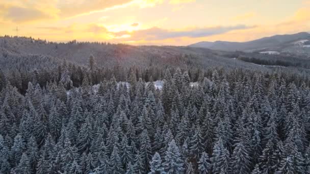Aerial winter landscape with spruse trees of snow covered forest in cold mountains in the evening. — Stock Video