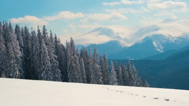 Вечнозеленые сосны, покрытые свежим снегом в зимнем горном лесу в холодный яркий день. — стоковое видео