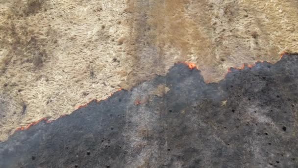 Aerial view of grassland field burning with red fire during dry season. Natural disaster and climate change concept — Stock Video