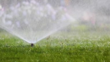 Plastik fıskiyeler çimenleri sulıyor yaz bahçesinde suyla. Yeşil bitkileri sulamak kurak mevsimi taze tutmak içindir.