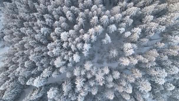 Сверху вниз воздушный вид заснеженного вечнозеленого соснового леса после сильного снегопада в зимних горных лесах в холодный тихий день — стоковое видео