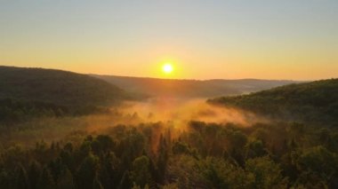 Sıcak yaz günbatımında karanlık orman ağaçlarının üzerinde parlak sisli bir sabah manzarası. Şafak vakti vahşi ormanın güzel manzarası.