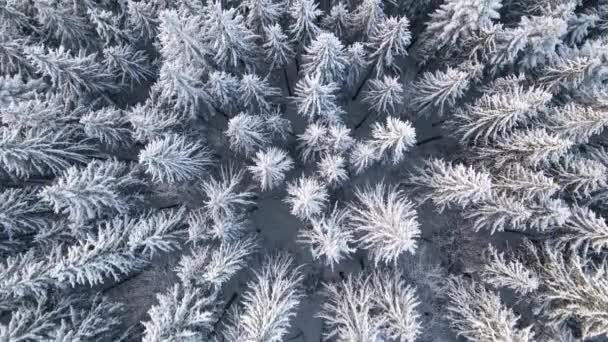 Top down antenn utsikt över snötäckta vintergröna tallskog efter tungt snöfall på vintern berg skog på kall lugn dag. — Stockvideo