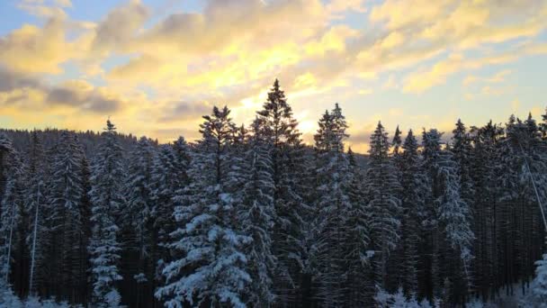 Воздушный зимний пейзаж с распылительными деревьями заснеженных лесов в холодных горах вечером. — стоковое видео