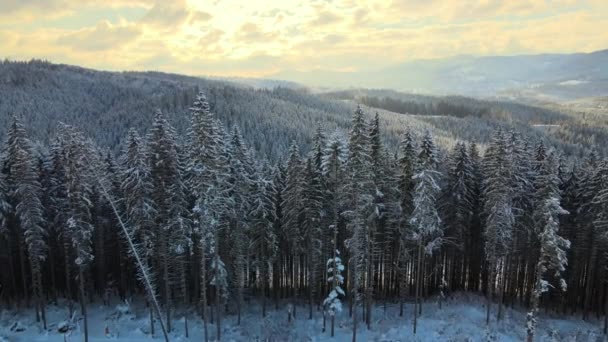 Εναέρια χειμερινό τοπίο με σπαρτά δέντρα καλυμμένα με χιόνι δάσος σε κρύα βουνά το βράδυ. — Αρχείο Βίντεο