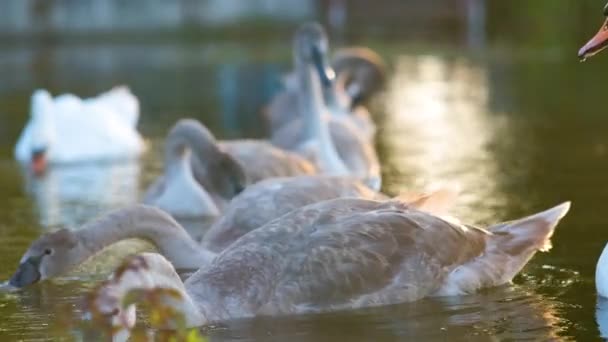 Cisnes brancos e cinzas alimentando-se de água do lago no verão. — Vídeo de Stock