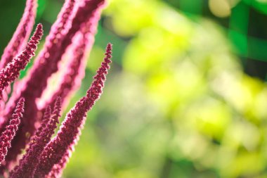 Yaz bahçesinde yetişen kırmızı kızılderili bitkisi. Yaprak sebze, tahıl ve süs bitkisi, protein ve amino asit kaynağı.