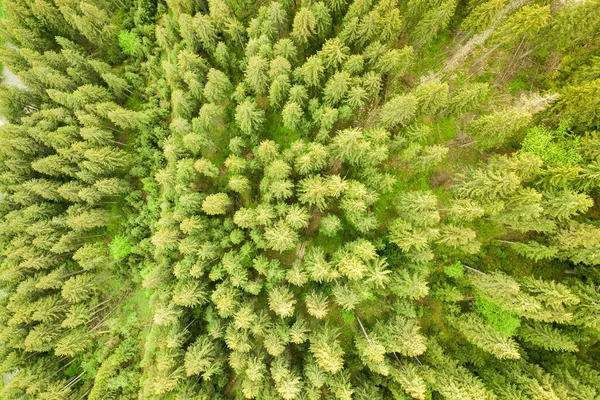 Widok Lotu Ptaka Zielony Las Sosnowy Baldachimami Świerków Górach Letnich — Zdjęcie stockowe