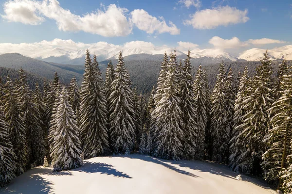 Pine Trees Covered Fresh Fallen Snow Winter Mountain Forest Cold — Stock Photo, Image