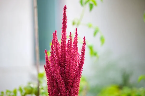 Indiska Röda Amaranti Växt Sommar Trädgård Bladgrönsaker Spannmål Och Prydnadsväxter — Stockfoto