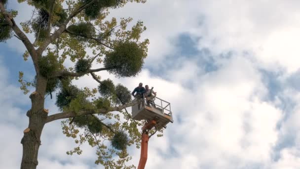 Двоє робітників сервісу вирізали гілки великого дерева бензопилою з платформи підйомного крану високого крісла. Концепція вирубки лісів та садівництва — стокове відео
